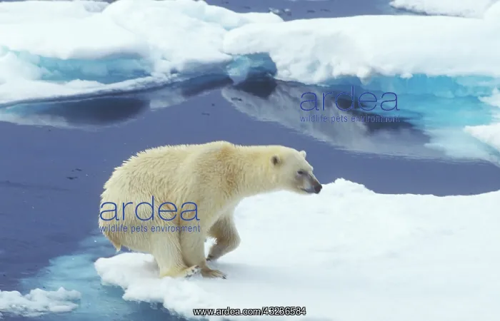 : Arctic, Svalbard, Polar Bear landing at : Arctic, Svalbard, Polar Bear landing at