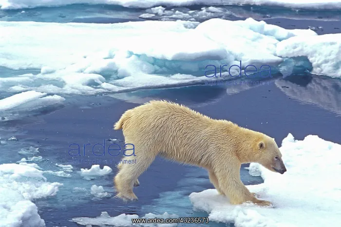 : Arctic, Svalbard, Polar Bear front paws : Arctic, Svalbard, Polar Bear front paws