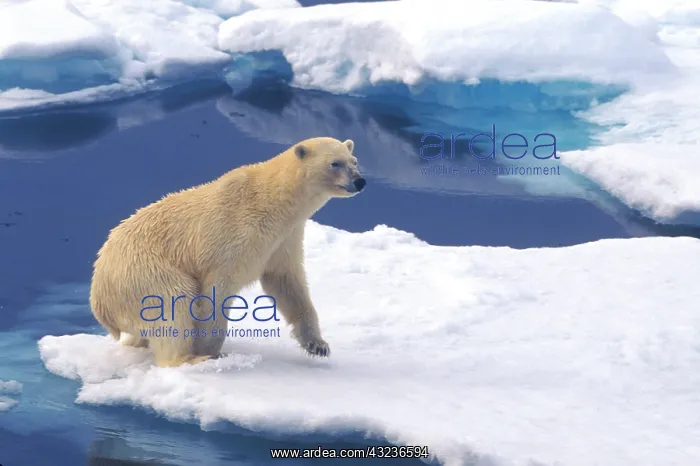 : Arctic, Svalbard, Walrus being freindly : Arctic, Svalbard, Walrus being freindly