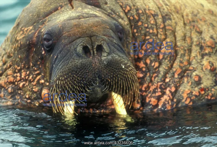 : Arctic, Svalbard, Walrus being freindly : Arctic, Svalbard, Walrus being freindly
