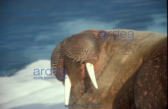 : Arctic, Svalbard, Walrus being freindly : Arctic, Svalbard, Walrus being freindly