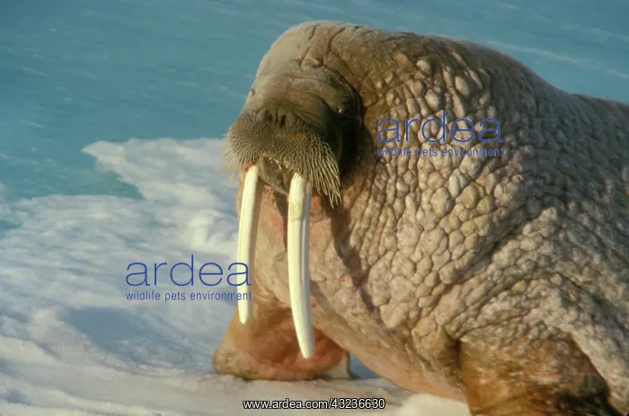 : Arctic, Svalbard, Walrus with long tusks : Arctic, Svalbard, Walrus with long tusks