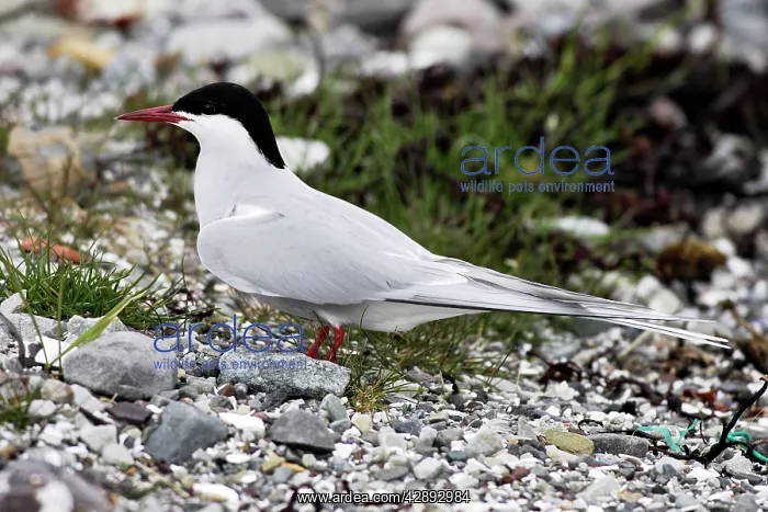 : Arctic Tern : Arctic Tern