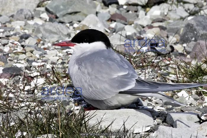 : Arctic Tern : Arctic Tern