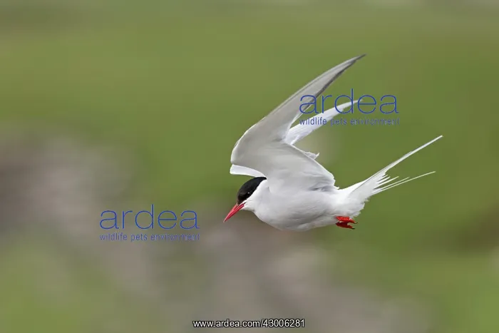 : Arctic Tern : Arctic Tern