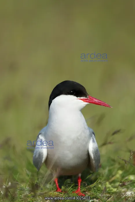 : Arctic Tern : Arctic Tern
