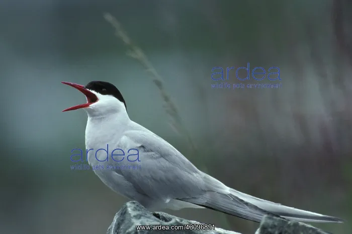 : Arctic Tern : Arctic Tern