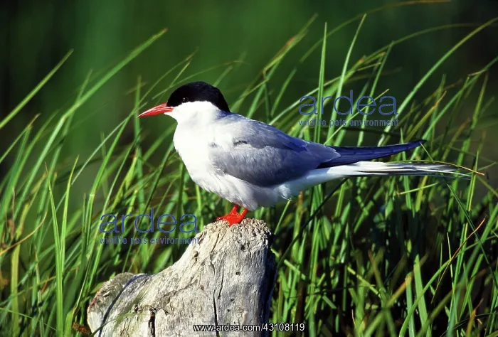 : Arctic tern : Arctic tern