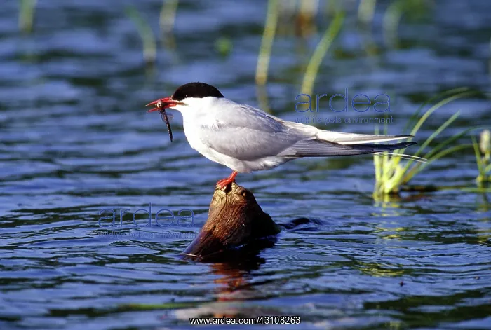 : Arctic Tern : Arctic Tern