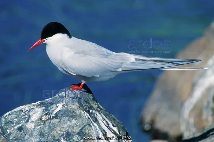 : Arctic Tern : Arctic Tern