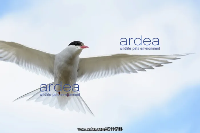 : Arctic Tern : Arctic Tern
