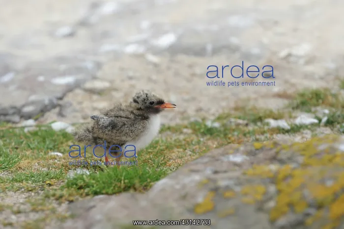 : Arctic Tern : Arctic Tern