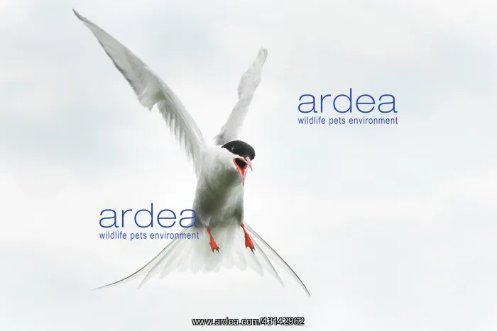 : Arctic Tern : Arctic Tern