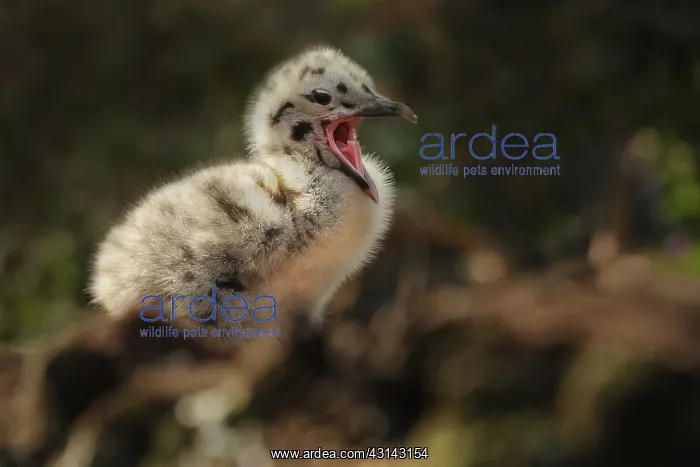 : Arctic Tern : Arctic Tern