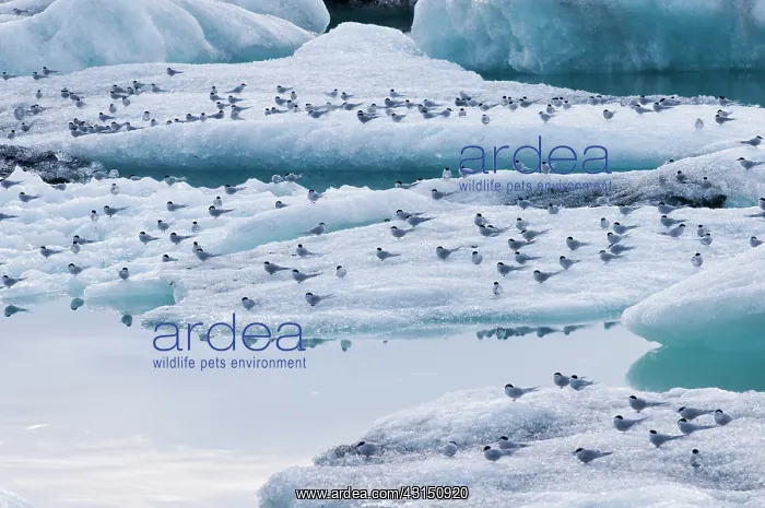 : Arctic Tern : Arctic Tern