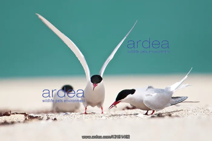 : Arctic Tern : Arctic Tern