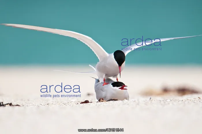 : Arctic Tern : Arctic Tern