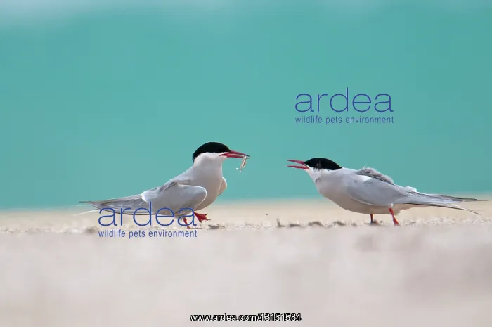 : Arctic Tern : Arctic Tern