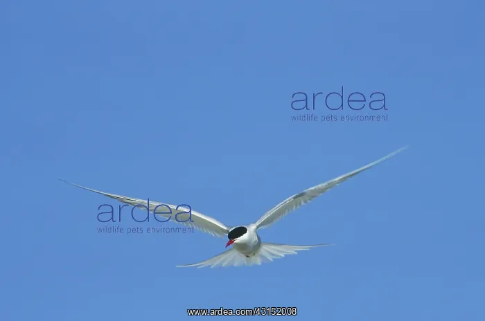: Arctic Tern : Arctic Tern