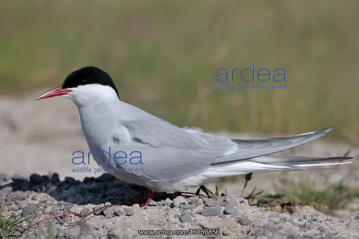 : Arctic Tern : Arctic Tern