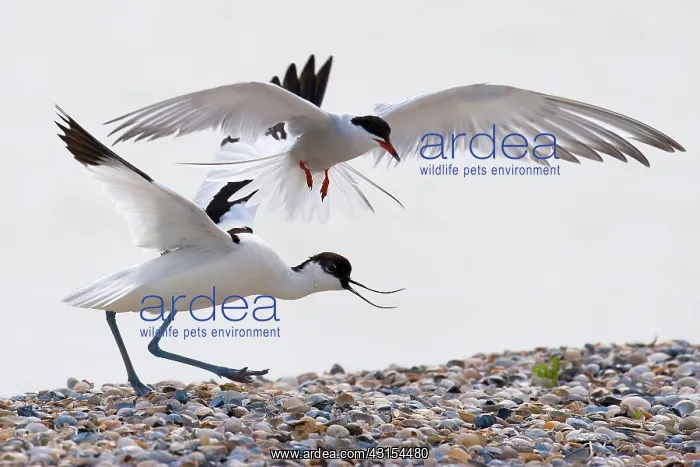 : Arctic Tern : Arctic Tern