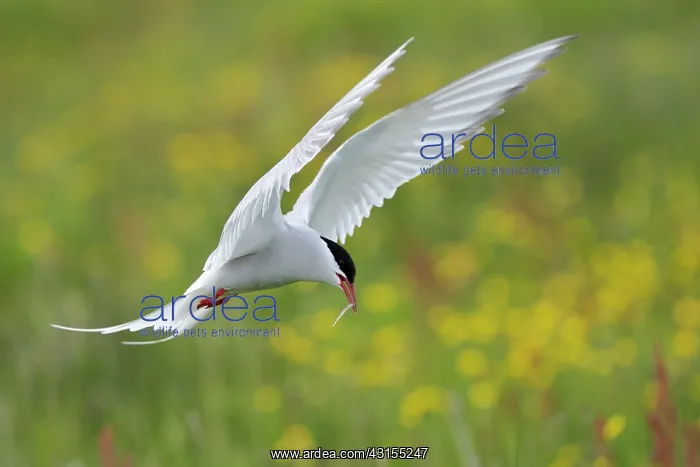 : Arctic Tern : Arctic Tern