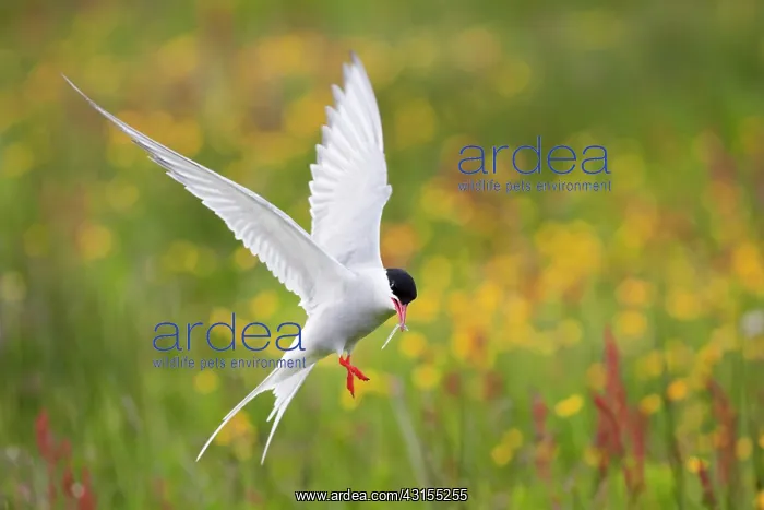 : Arctic Tern : Arctic Tern