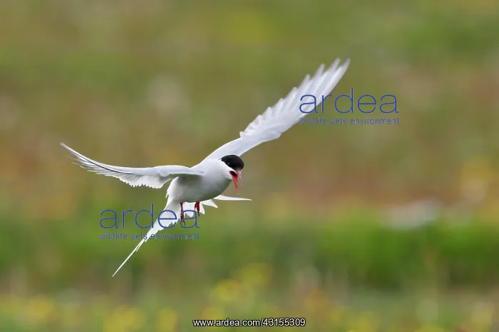 : Arctic Tern : Arctic Tern