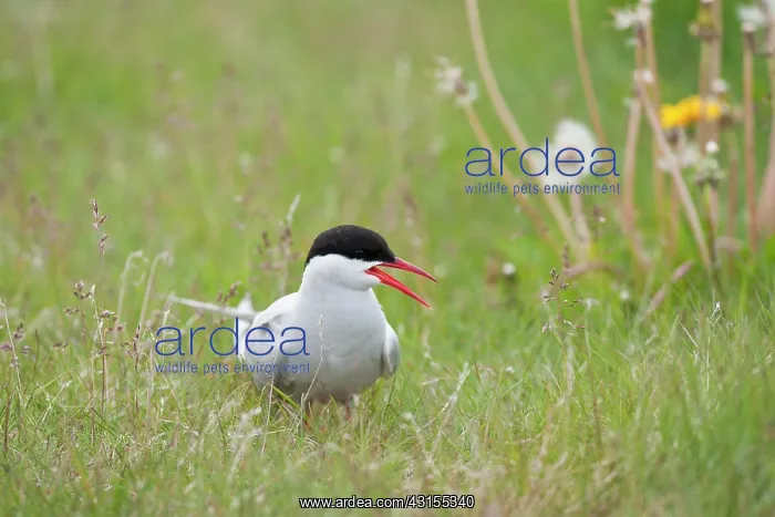 : Arctic Tern : Arctic Tern