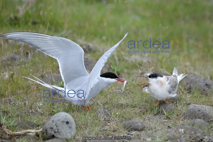 : Arctic Tern : Arctic Tern