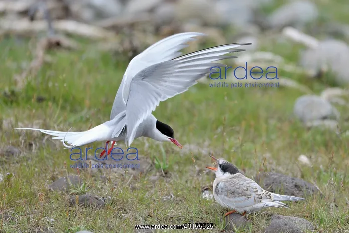 : Arctic Tern : Arctic Tern