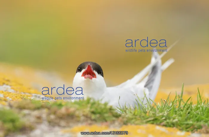 : Arctic Tern : Arctic Tern
