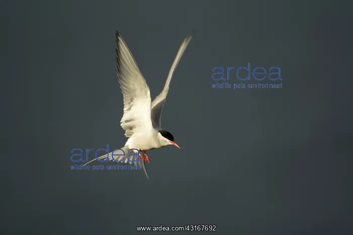 : Arctic Tern : Arctic Tern