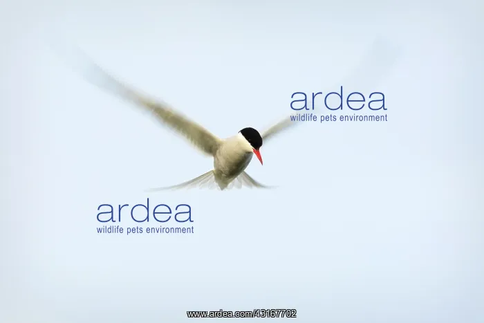  : Arctic Tern