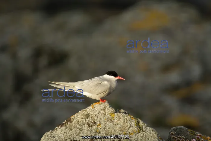 : Arctic Tern : Arctic Tern