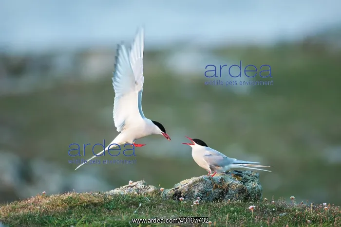 : Arctic Tern : Arctic Tern