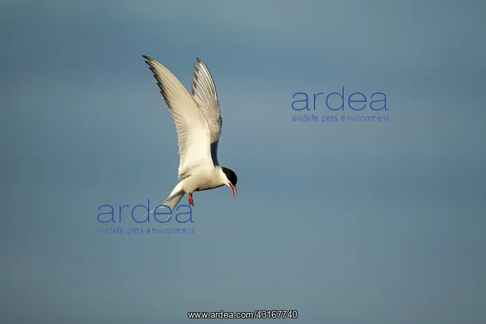 : Arctic Tern : Arctic Tern