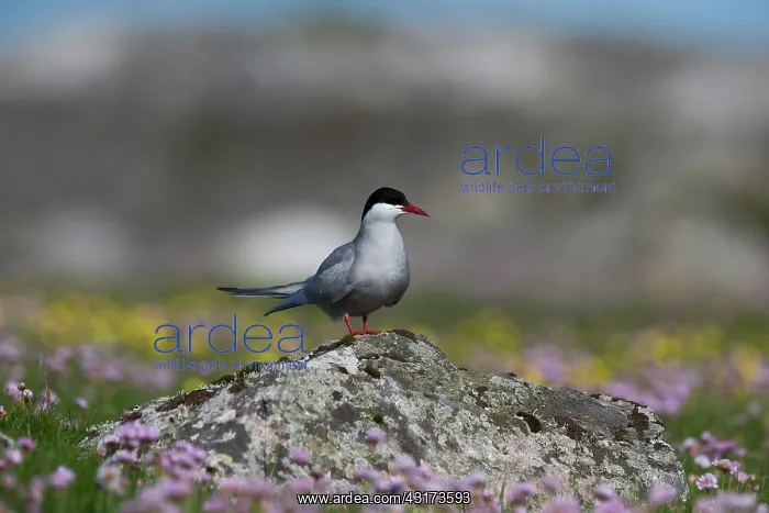: Arctic Tern : Arctic Tern