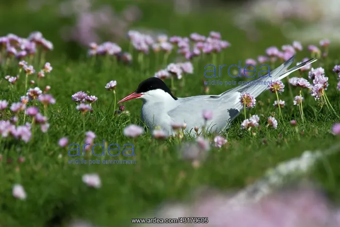 : Arctic Tern : Arctic Tern