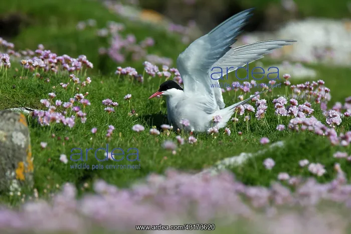 : Arctic Tern : Arctic Tern