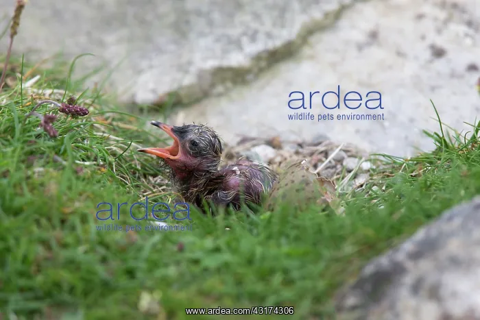 : Arctic Tern : Arctic Tern