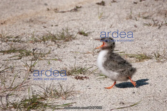 : Arctic Tern : Arctic Tern