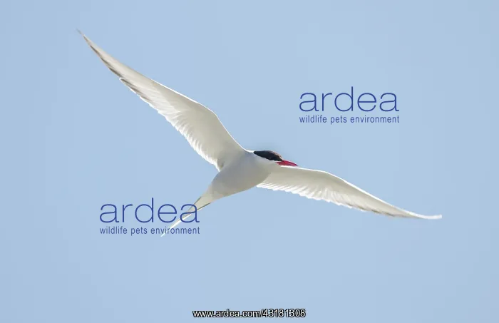 : Arctic Tern : Arctic Tern