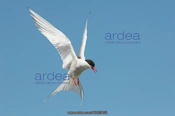 : Arctic Tern : Arctic Tern