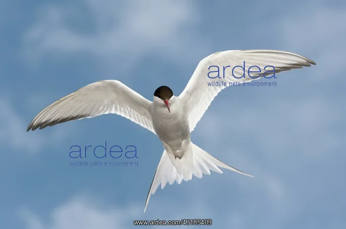 : Arctic Tern : Arctic Tern