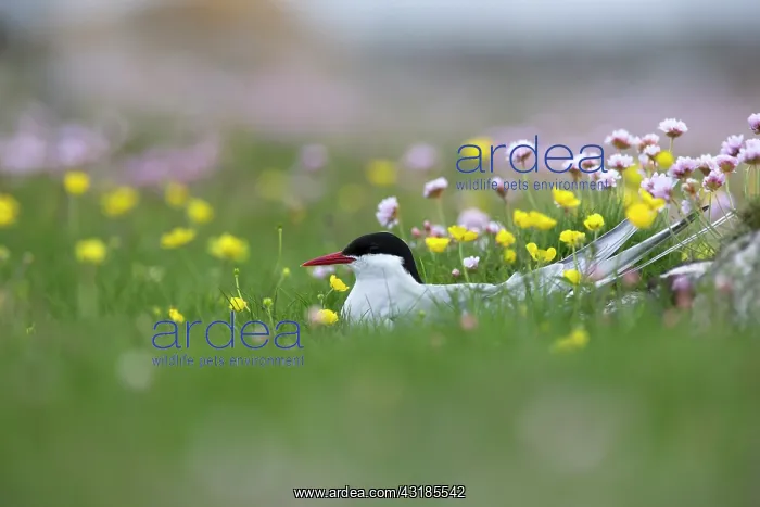 : Arctic Tern : Arctic Tern