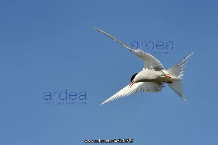 : Arctic Tern : Arctic Tern