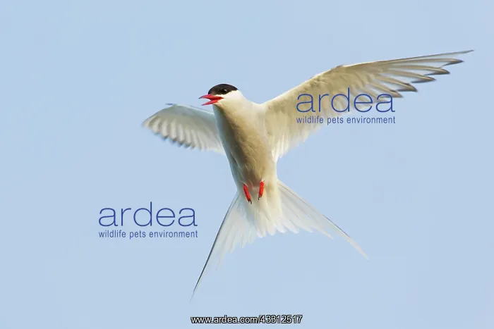 : Arctic Tern : Arctic Tern