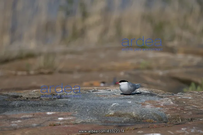 : Arctic Tern : Arctic Tern