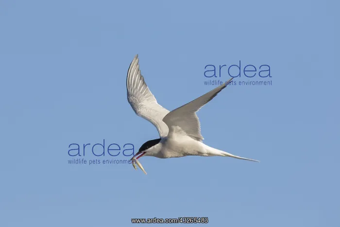 : Arctic Tern - adult bird in flight with a fish - Germany : Arctic Tern - adult bird in flight with a fish - Germany